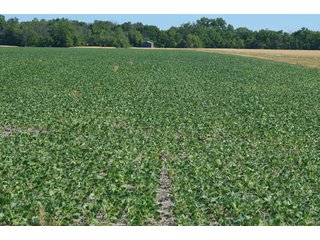 Property photo 33 - 108 +/- Acres Offered in 2 Tracts - Land Auction
